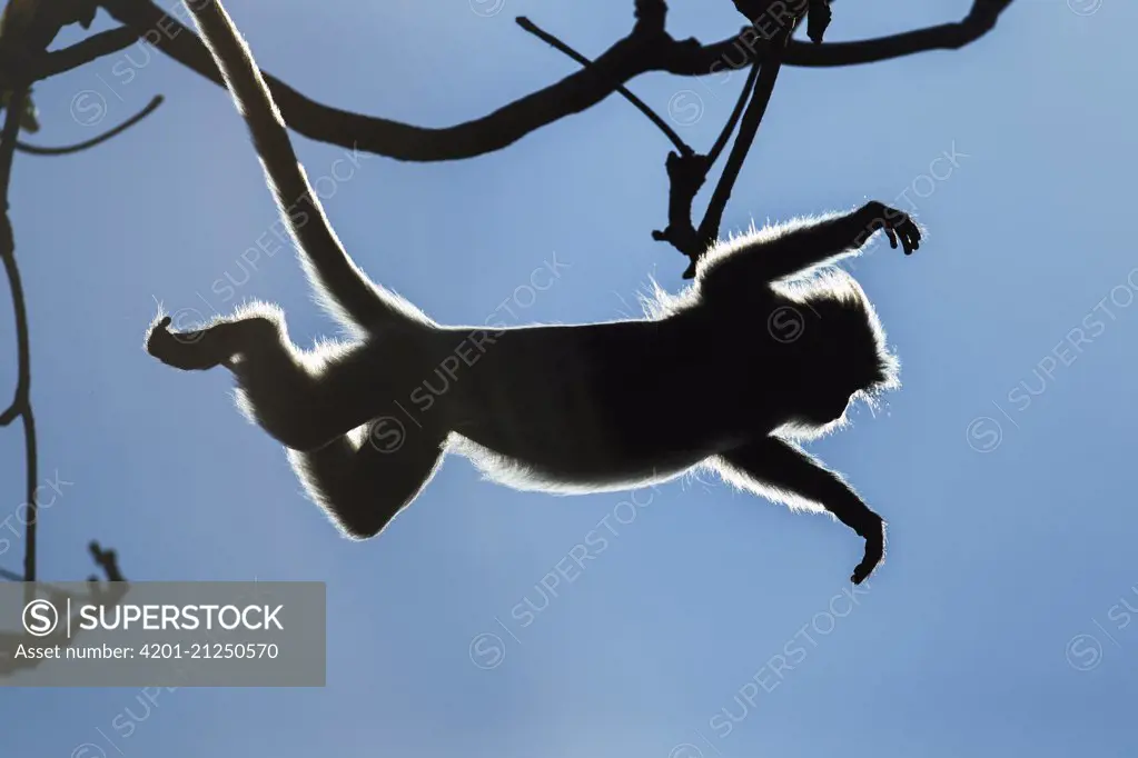 Silvered Leaf Monkey (Trachypithecus cristatus) jumping from tree, Bako National Park, Sarawak, Borneo, Malaysia