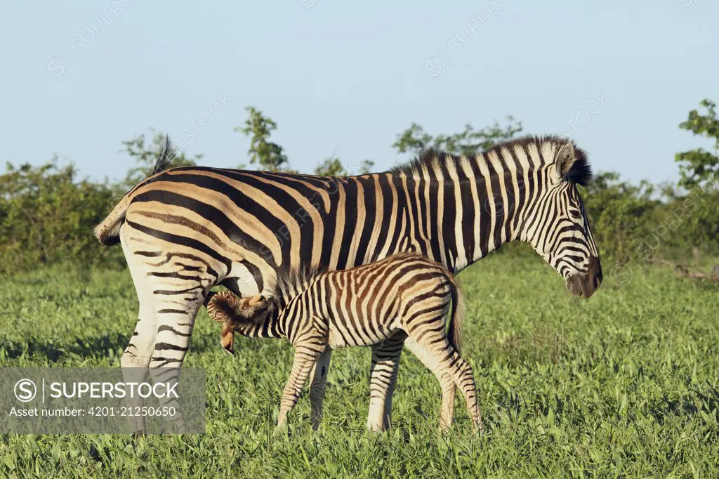 Zebra (Equus quagga) foal nursing, Kruger National Park, South Africa