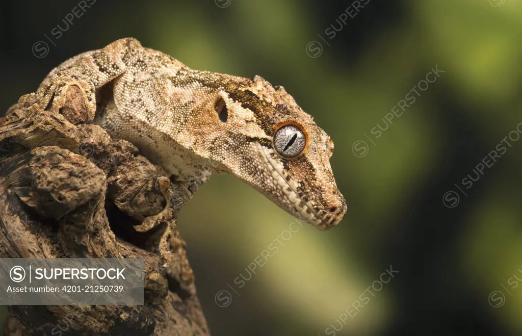 Gargoyle Gecko (Rhacodactylus auriculatus), ear hole visible, native to new Caledonia