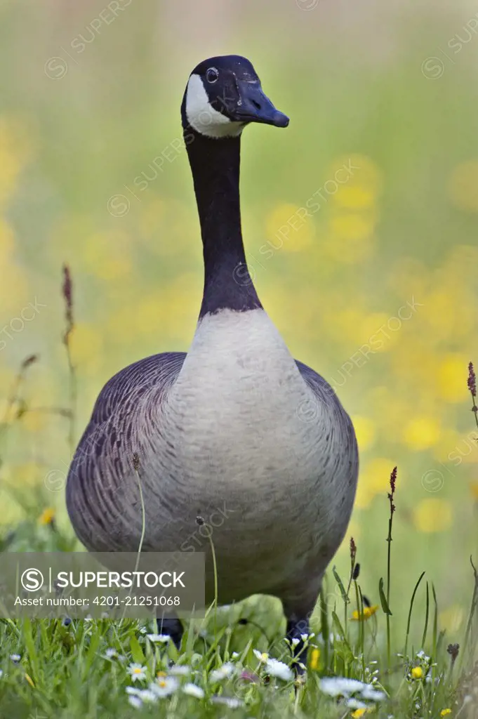 Canada Goose (Branta canadensis), Friesland, Netherlands