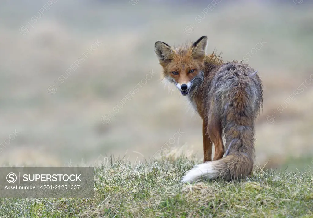 Red Fox (Vulpes vulpes), Varanger Peninsula, Norway