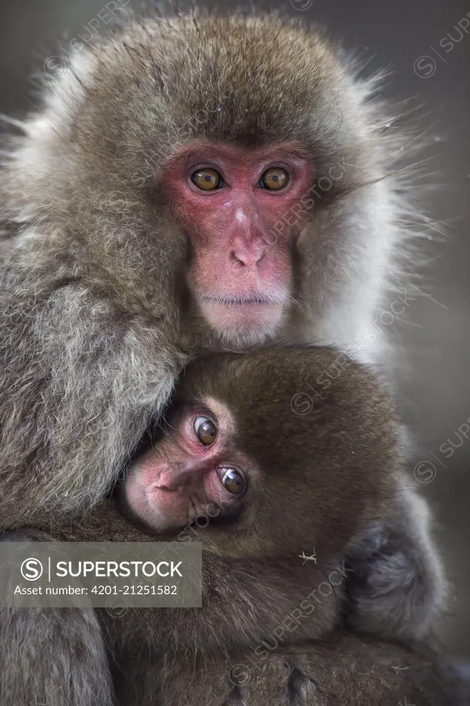 Japanese Macaque (Macaca fuscata) female cuddling her baby, Jigokudani Monkey Park, Japan