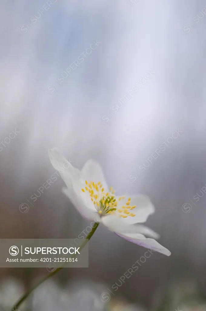 Wood Anemone (Anemone nemorosa) flower, Noord-Brabant, Netherlands