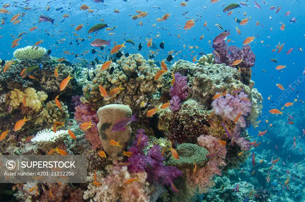 Coral reef showing diversity of corals, Fiji