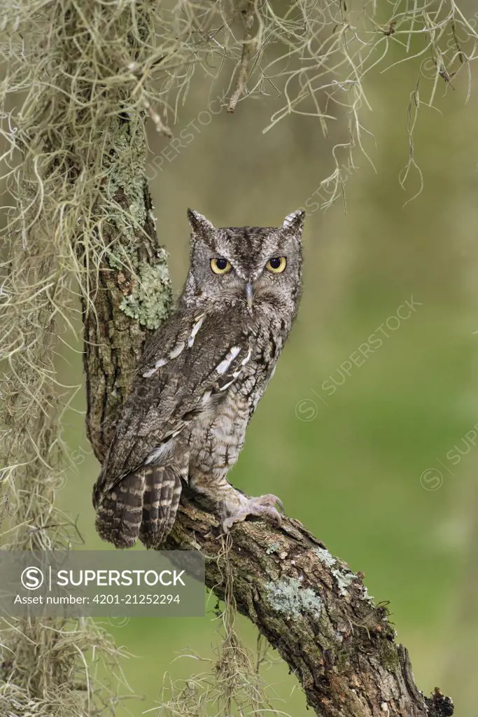 Eastern Screech Owl (Megascops asio), Texas