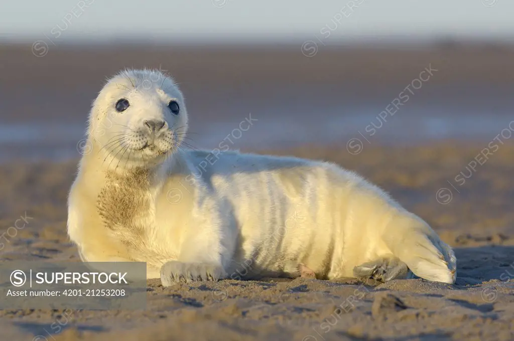 Grey Seal (Halichoerus grypus) newborn pup on beach, Donna Nook, Lincolnshire, England, United Kingdom