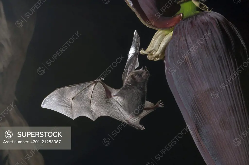 Pallas' Long-tongued Bat (Glossophaga soricina) feeding on Dwarf Banana (Musa acuminata) flower nectar, Costa Rica