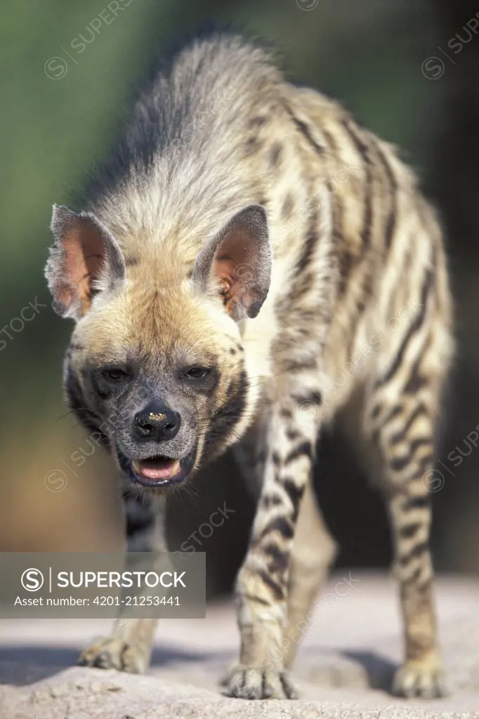 Striped Hyena (Hyaena hyaena), native to Africa and Asia