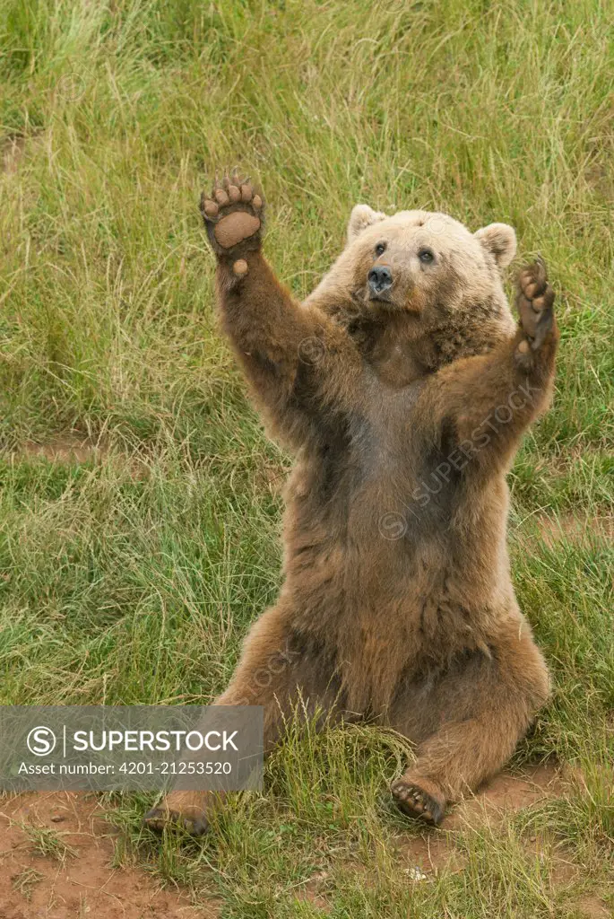 Brown Bear (Ursus arctos) raising paws, Spain