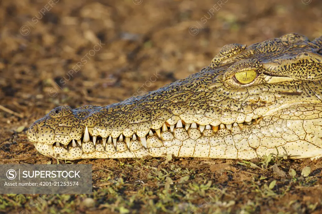 Nile Crocodile (Crocodylus niloticus) juvenile, Kruger National Park, South Africa