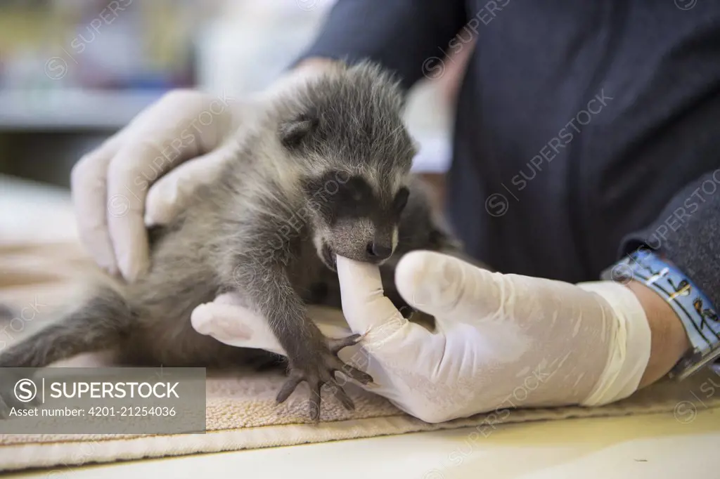 Raccoon (Procyon lotor) orphaned baby sucking the finger of a volunteer, WildCare Wildlife Rehabilitation Center, San Rafael, California