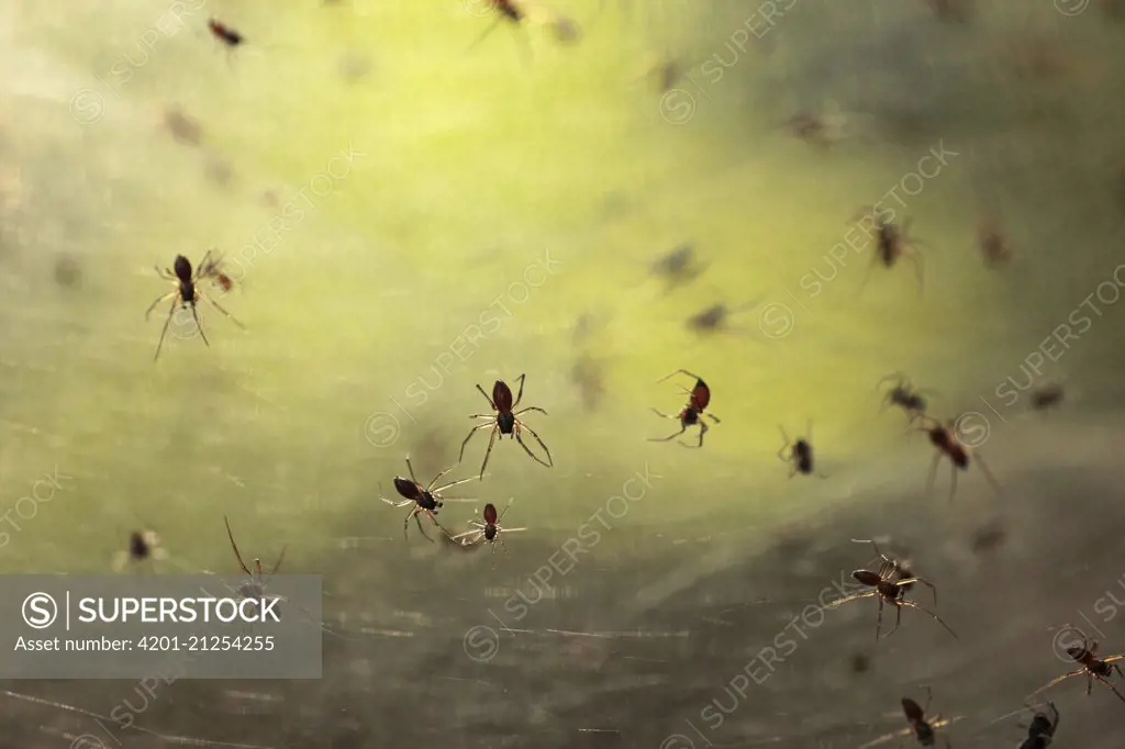 Spiderlings in web, Veluwe, Netherlands