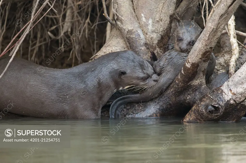 Giant River Otter (Pteronura brasiliensis) parent grooming three month old pup, Pantanal, Brazil