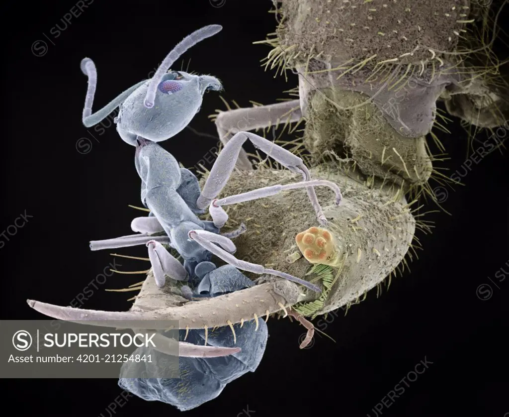Antlion (Myrmeleontidae) larva capturing an ant with its large jaws