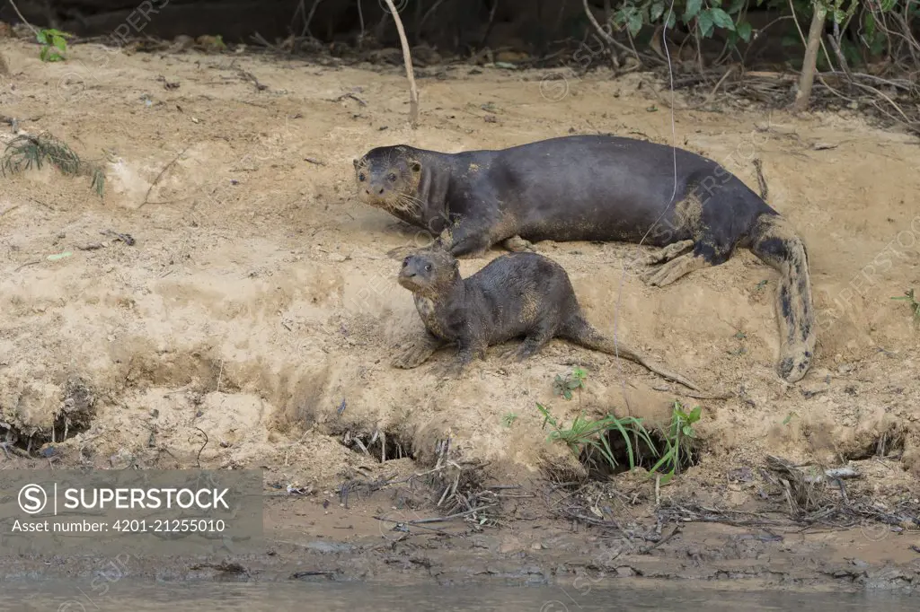 Giant River Otter (Pteronura brasiliensis) mother and three month old pup on riverbank, Pantanal, Brazil