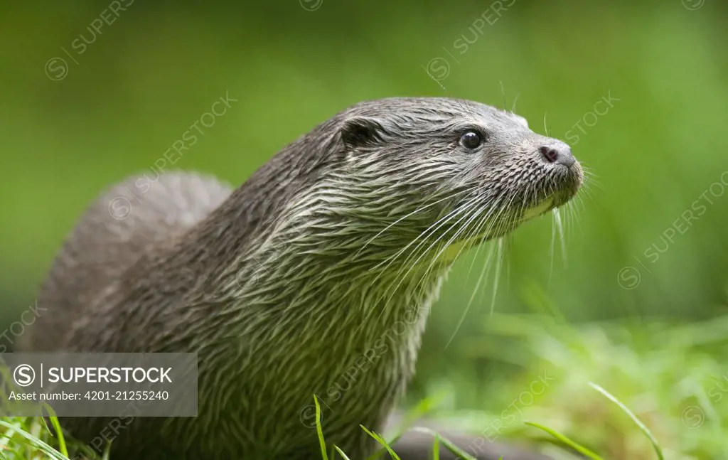 European River Otter (Lutra lutra), Germany