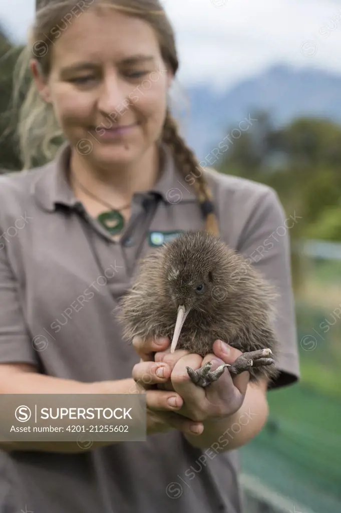 Okarito Kiwi (Apteryx rowi) biologist holding chick, West Coast Wildlife Centre, New Zealand