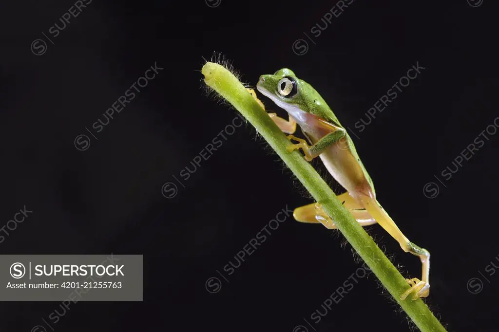 Lemur Leaf Frog (Hylomantis lemur), Limburg, Netherlands