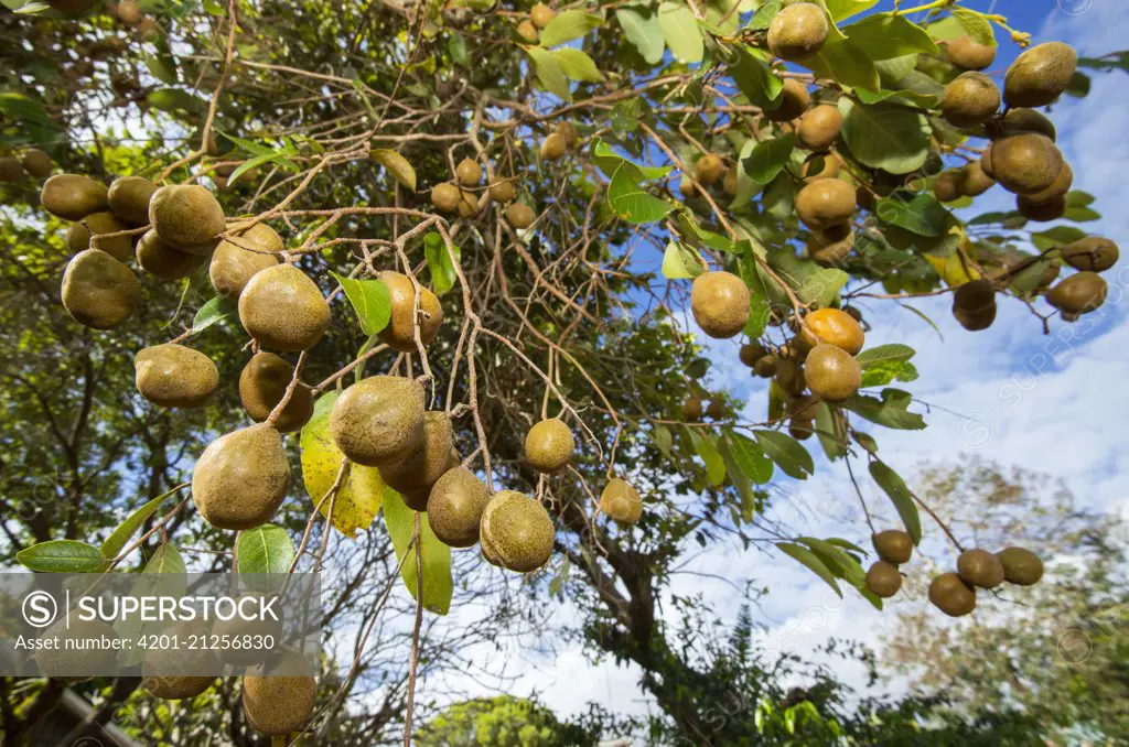 Nonda Plum (Parinari nonda) fruit, Lockhart River, Queensland, Australia
