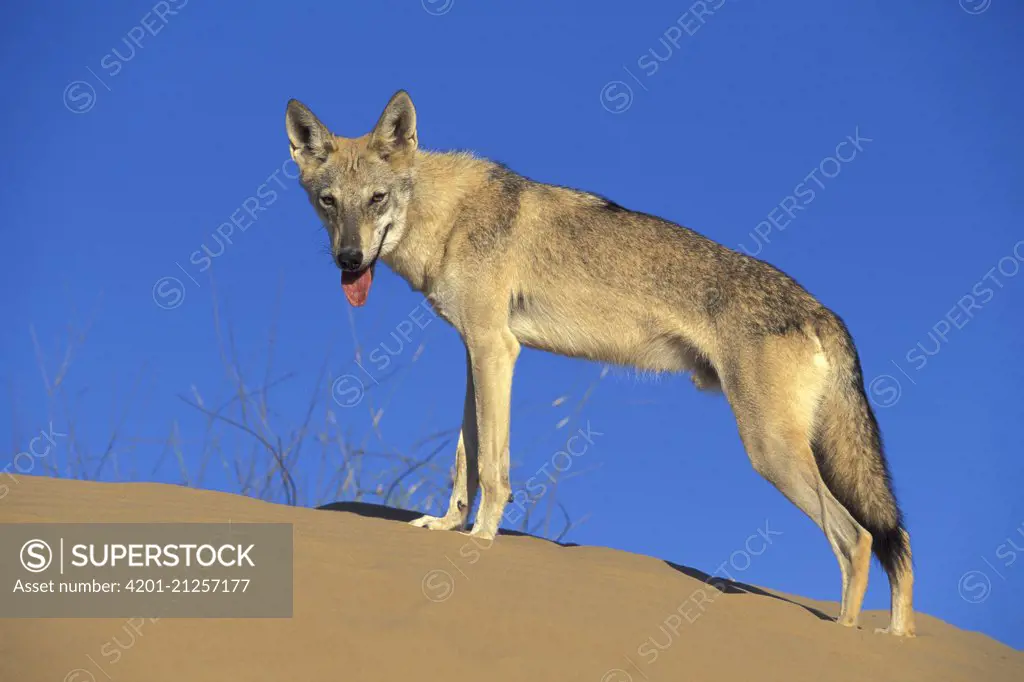 Arabian Wolf (Canis lupus arabs) on sand dune, native to Middle East