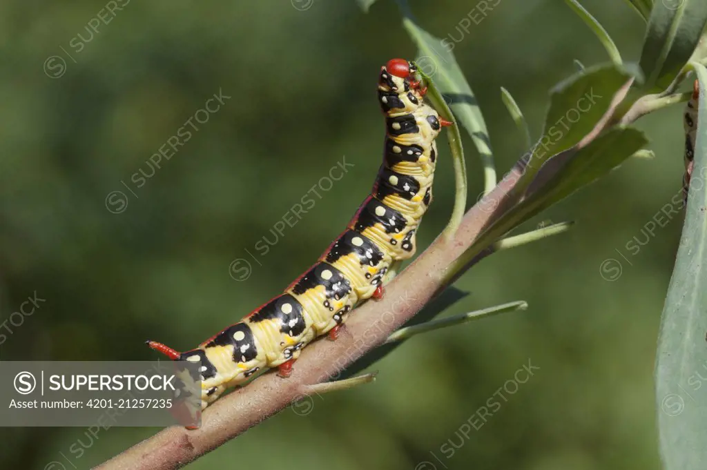 Leafy Spurge Hawk Moth (Hyles euphorbiae) caterpillar, Armenia