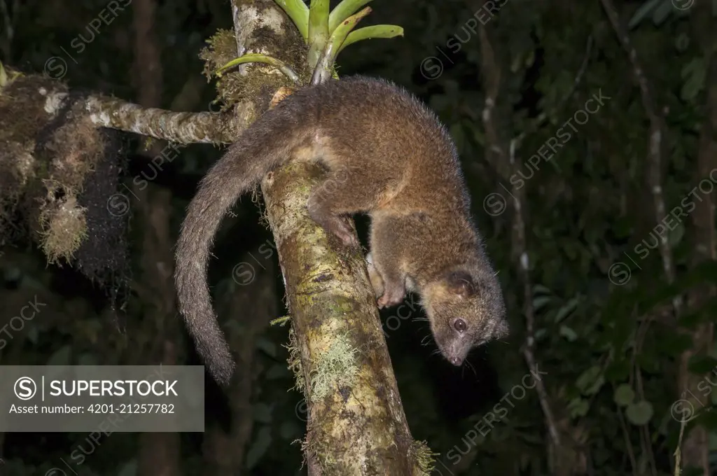 Olinguito (Bassaricyon neblina), the first new carnivore discovered in the Americas for 35 years, Andes, Ecuador
