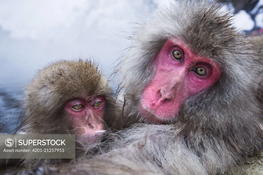 Japanese Macaque (Macaca fuscata) female and her baby relaxing at edge of geothermal spring, Jigokudani Monkey Park, Japan