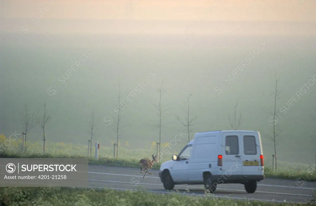 Western Roe Deer (Capreolus capreolus) running across road in front of vehicle, Europe