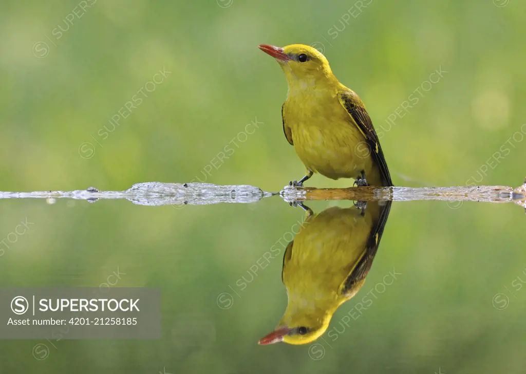 Golden Oriole (Oriolus oriolus) at pond, Hungary