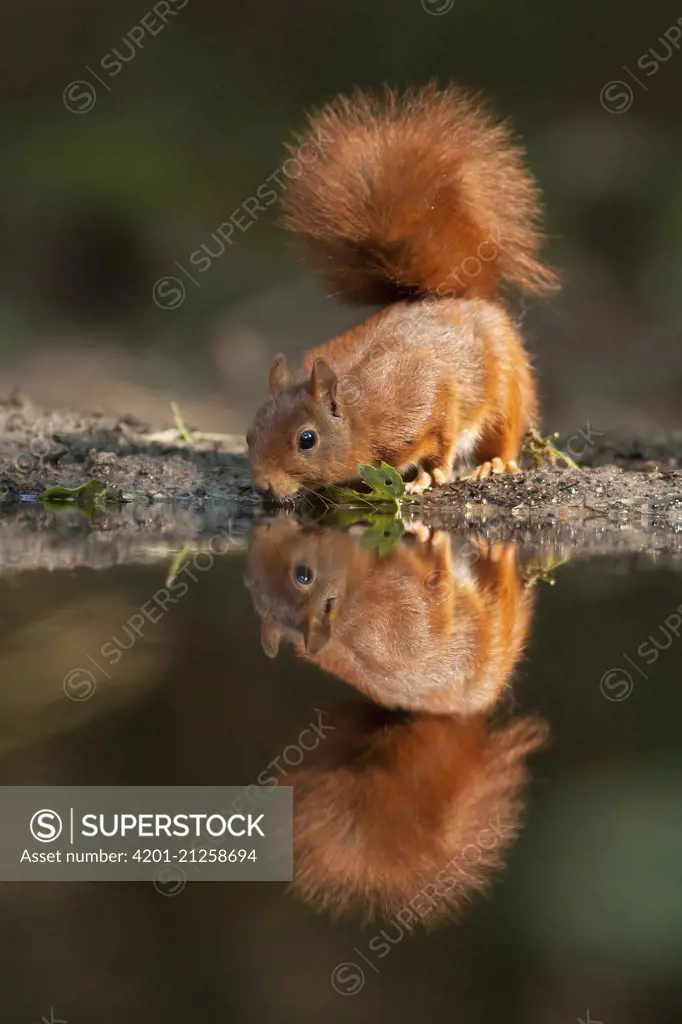 Eurasian Red Squirrel (Sciurus vulgaris) drinking, Overijssel, Netherlands