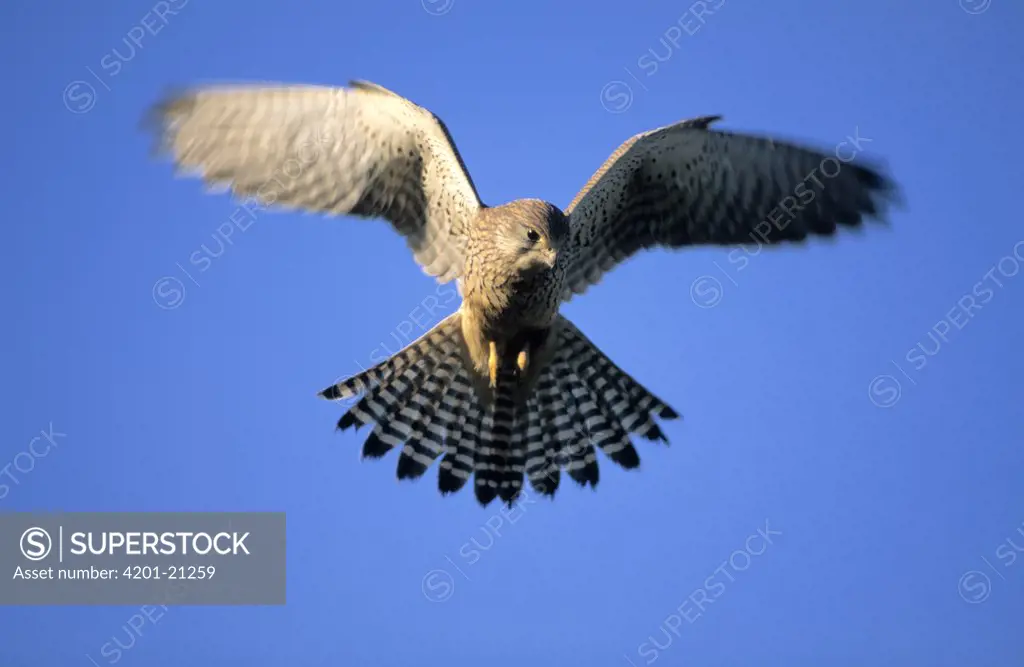 Eurasian Kestrel (Falco tinnunculus) hovering, Europe