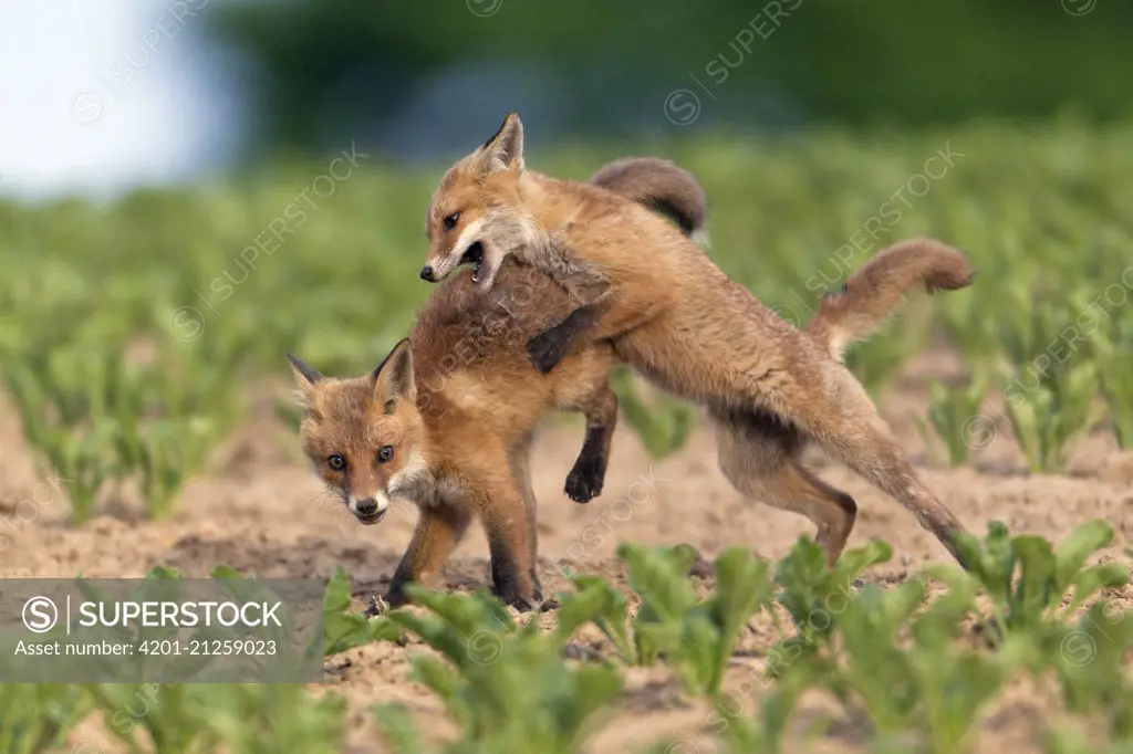 Red Fox (Vulpes vulpes) kits fighting, Germany