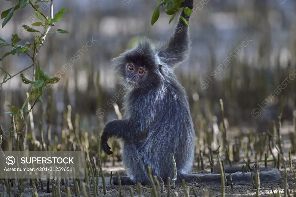 Silvered Leaf Monkey (Trachypithecus cristatus) in mangrove swamp, Bako National Park, Sarawak, Borneo, Malaysia