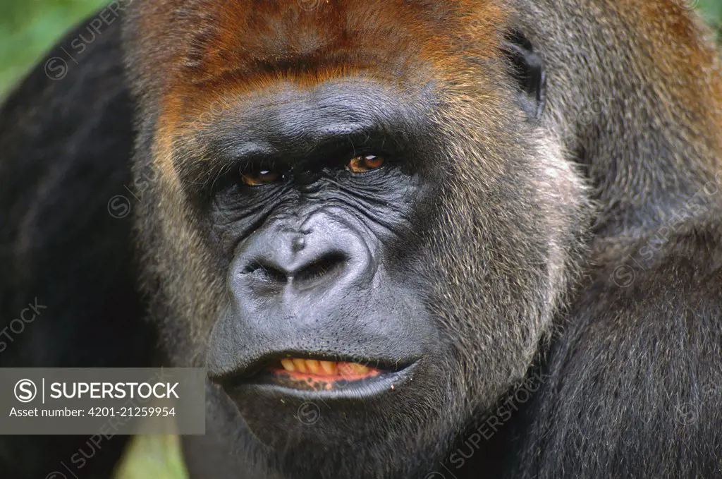 Western Lowland Gorilla (Gorilla gorilla gorilla) silverback male, equatorial Africa