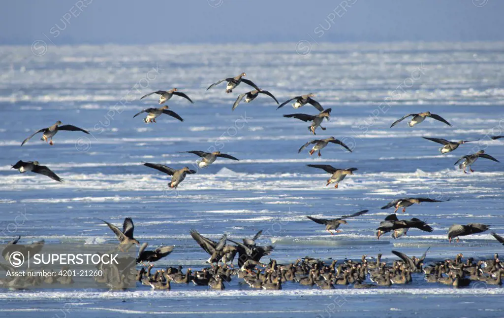 Greylag Goose (Anser anser) flock landing in ice break, Europe