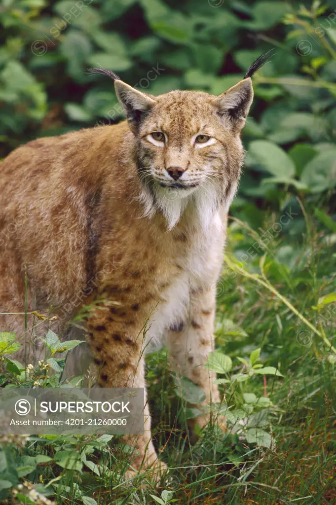 Eurasian Lynx (Lynx lynx), Europe