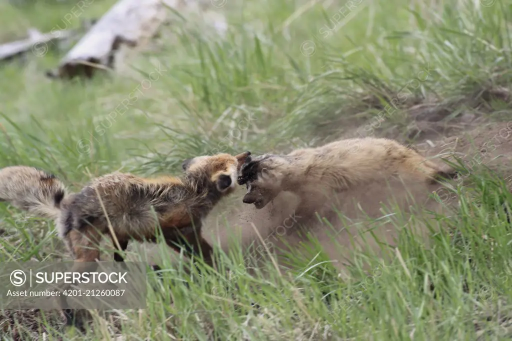 Red Fox (Vulpes vulpes) fighting with an intruding American Badger (Taxidea taxus) at entrance to burrow, Yellowstone National Park, Montana. Sequence 1 of 3, Yellowstone National Park, Montana