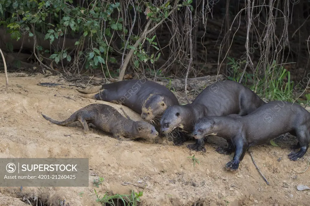 Giant River Otter (Pteronura brasiliensis) group watching three month old pup on riverbank, Pantanal, Brazil