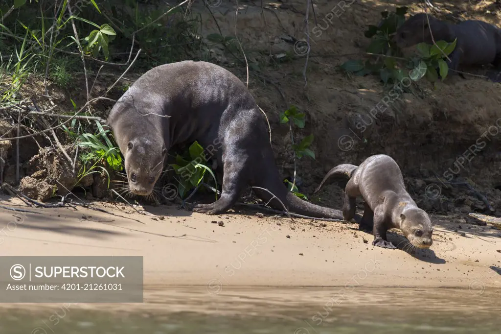 Giant River Otter (Pteronura brasiliensis) parent and three month old pup on riverbank, Pantanal, Brazil
