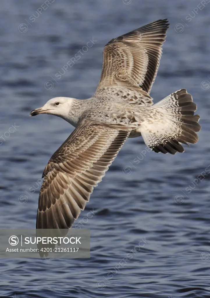 Caspian Gull (Larus cachinnans) flying, Netherlands