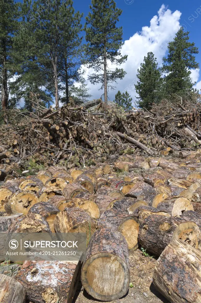 Mountain Pine Beetle (Dendroctonus ponderosae) killed trees being cleared, Rocky Mountain National Park, Colorado