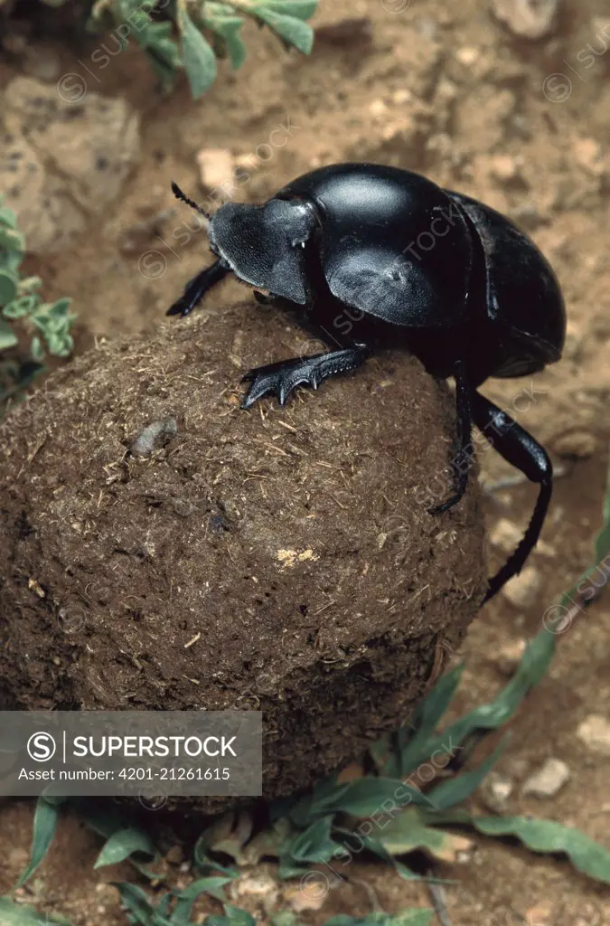 African Scarab Beetle (Circellium bacchus) rolling dung ball, Addo National Park, South Africa