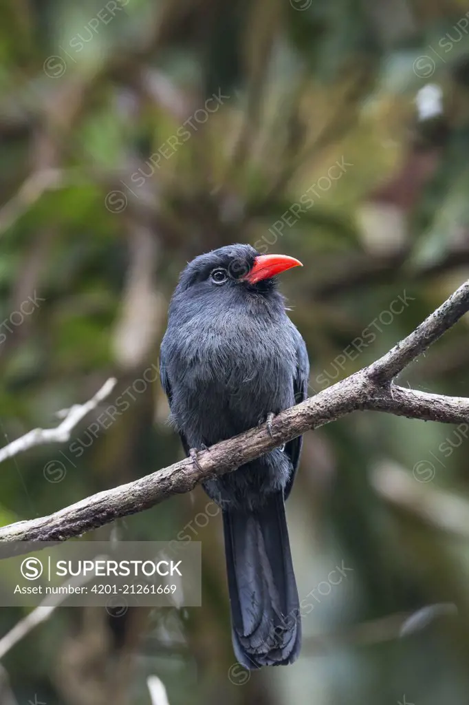 Black-fronted Nunbird (Monasa nigrifrons), Panguana Nature Reserve, Peru