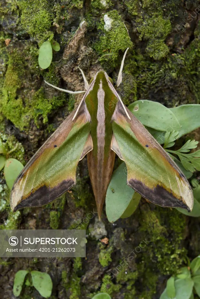Sphinx Moth (Pergesa acteus), Malaysia