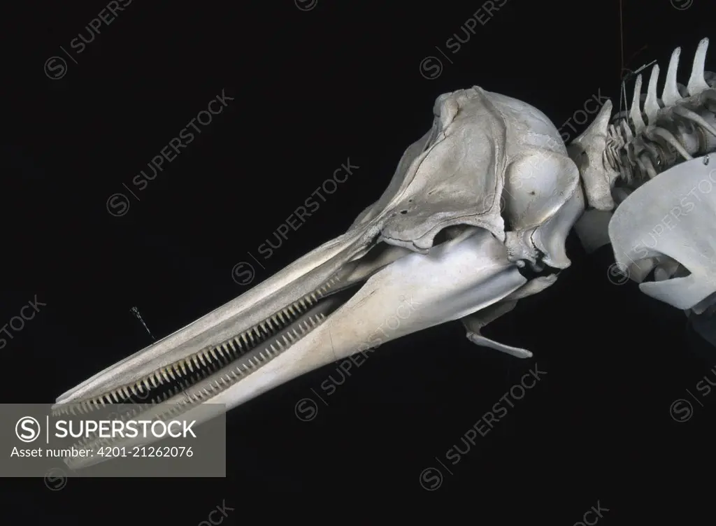 Common Dolphin (Delphinus delphis) skull