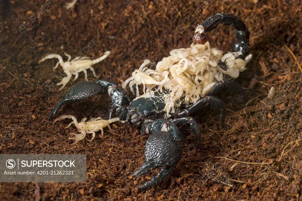Emperor Scorpion (Pandinus imperator) carrying her immature offspring