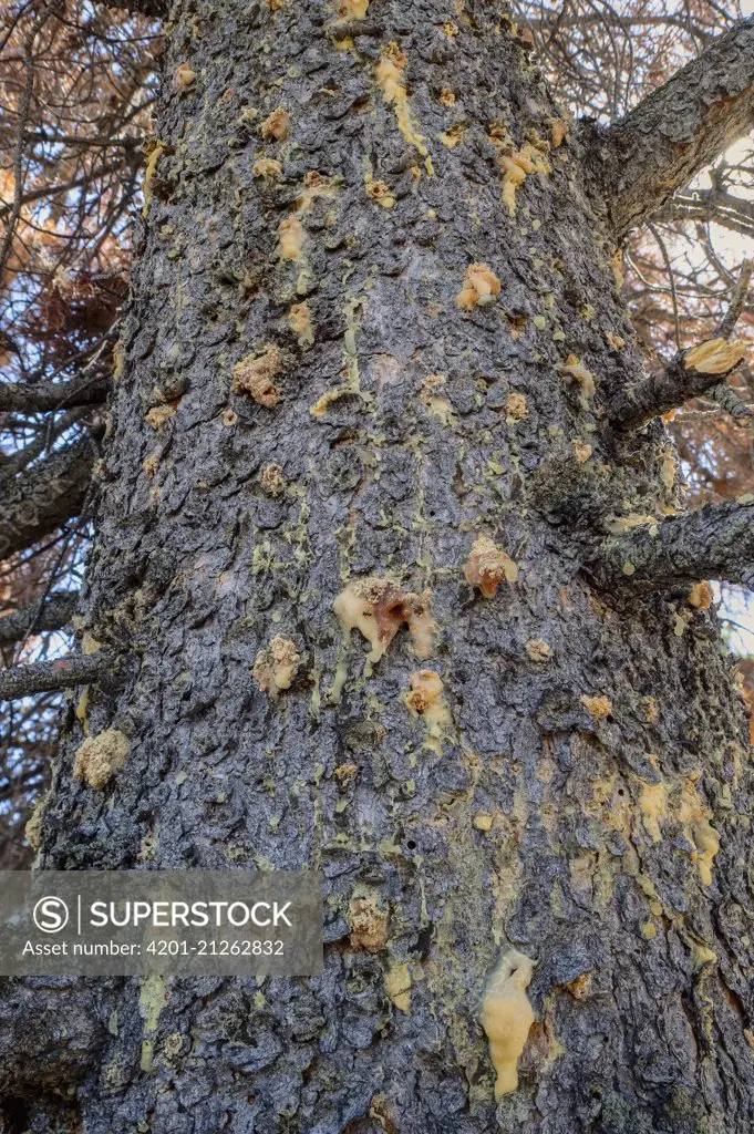 Lodgepole Pine (Pinus contorta) pitch tubes, showing where Mountain Pine Beetle (Dendroctonus ponderosae) attacked tree, and tree tried to pitch it out, Colorado