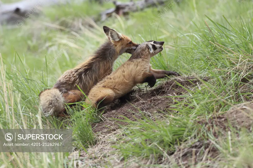 Red Fox (Vulpes vulpes) fighting with an intruding American Badger (Taxidea taxus) at entrance to burrow, Yellowstone National Park, Montana. Sequence 3 of 3, Yellowstone National Park, Montana