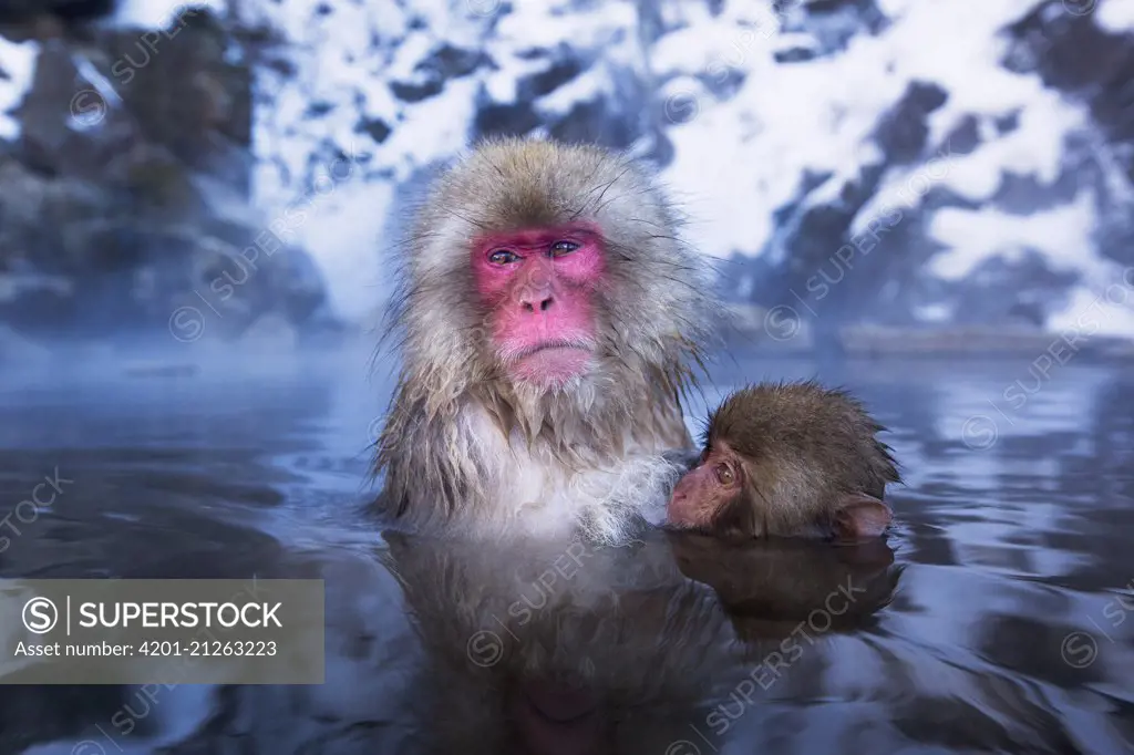 Japanese Macaque (Macaca fuscata) female and baby in a geothermal spring, Jigokudani Monkey Park, Japan