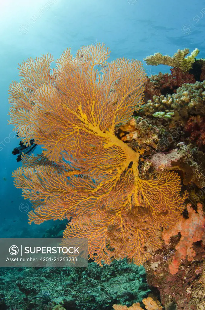 Gorgonian Sea Fan (Gorgonia sp), Rainbow Reef, Fiji
